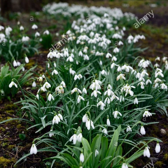 SNOW DROP BULBS/ 60 bulbs for $25 - Picture 3 of 6
